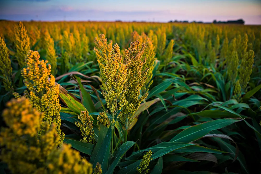 Millets Matter